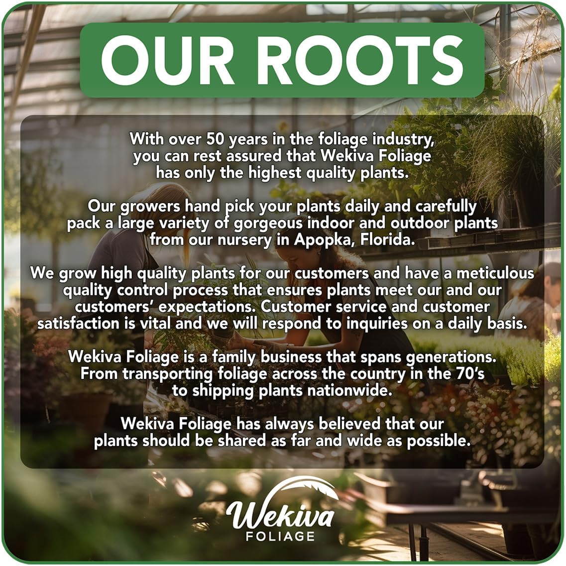 Ischia Fig Tree - 4 Live Starter Plants - Ficus Carica - Edible Fruit Tree for The Patio and Garden