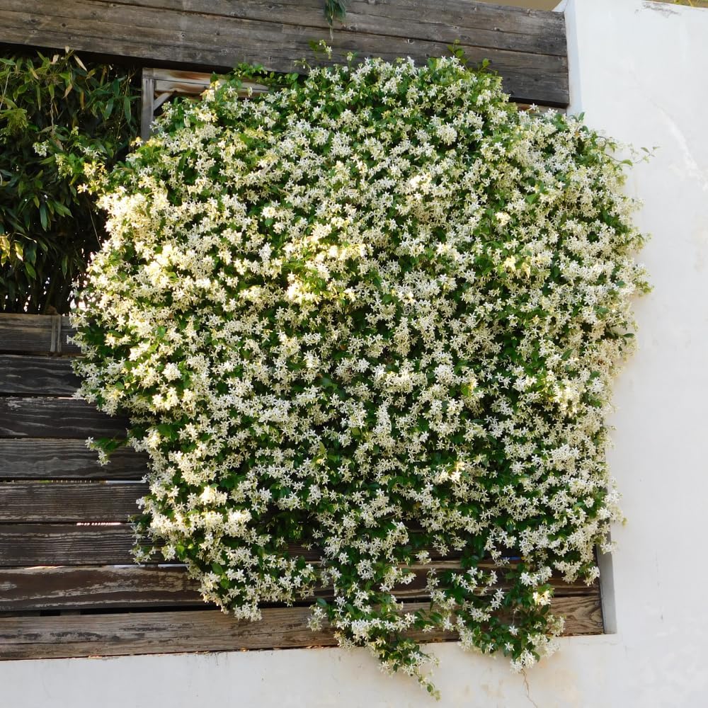 Jasmine Plants Live, Arabian Jasmine Plant Indoor, Fragrant Jasmines Flowers 4 to 7 Inch (Star)