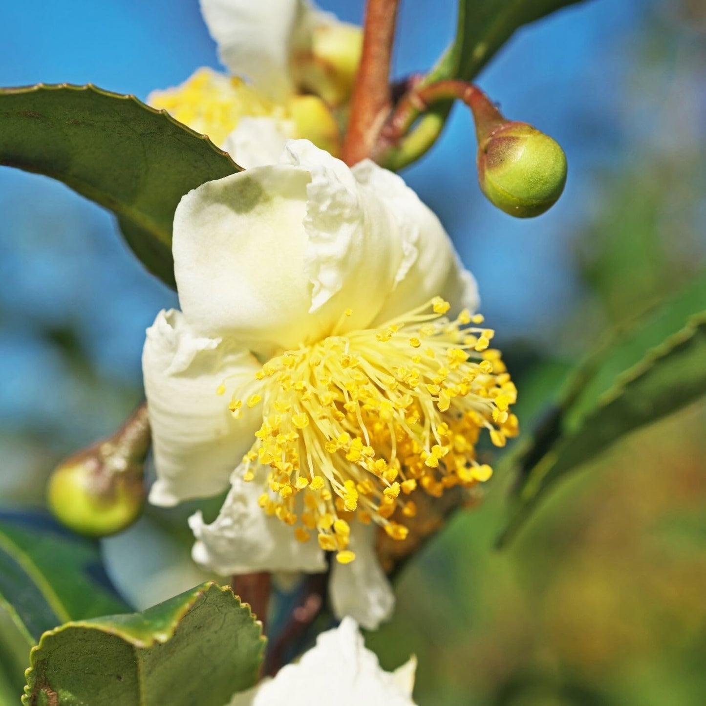 Camellia Sinensis Plants Live, Set 3 Plants, Live Tea Plant Tree from 5 to 7 Inches Tall