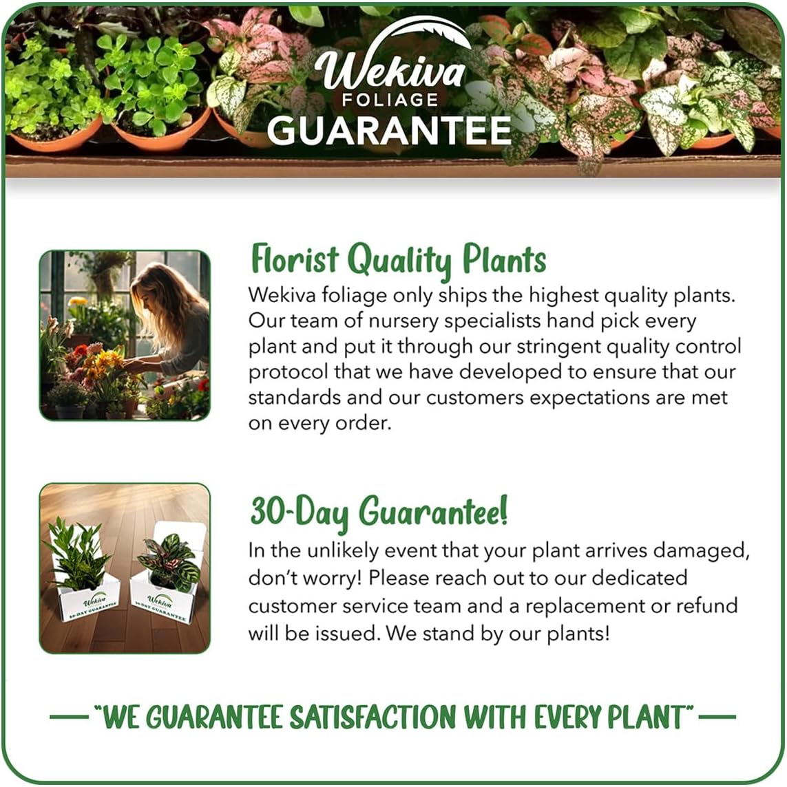 Celeste Fig Tree - 4 Live Starter Plants - Ficus Carica - Edible Fruit Tree for The Patio and Garden