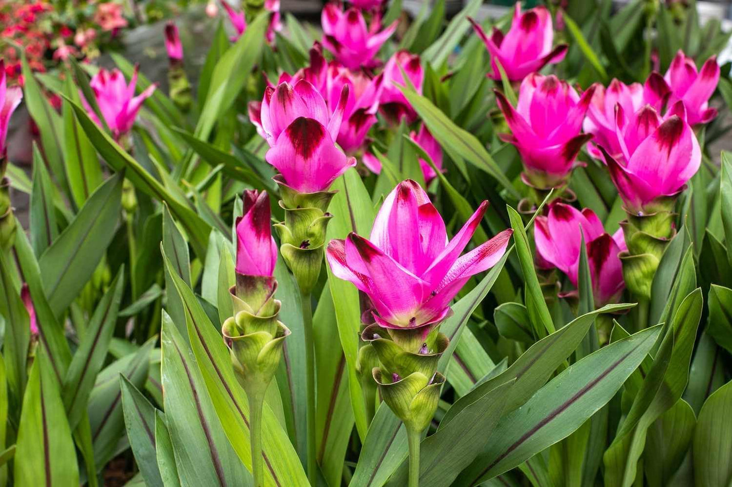 Live Red Turmeric Plants (Curcuma Longa) - Healthy Rhizome and Plant for Home Gardening & Medicinal Use (4 red Turmeric Bags)