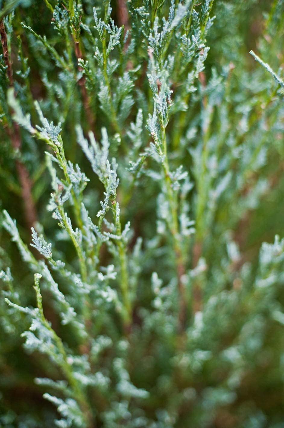 Skyrocket Juniper | 20 Live Plants | Juniperus Scopulorum | Evergreen Privacy Screen, Fast Growing Landscape Tree, Low Maintenance Garden, Ornamental Foliage, Drought Tolerant Plant