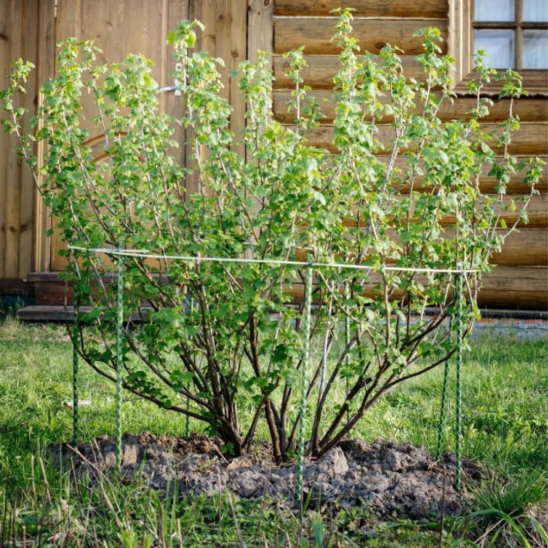 Fiberglass Eco Friendly Garden Stakes (Choose Height/Quantity) – Durable, Lightweight, Tomato, Tree, Strawberry, Plant, Support Fencing Stakes with Patterned Surface 5/16" Diameter (20, 5)