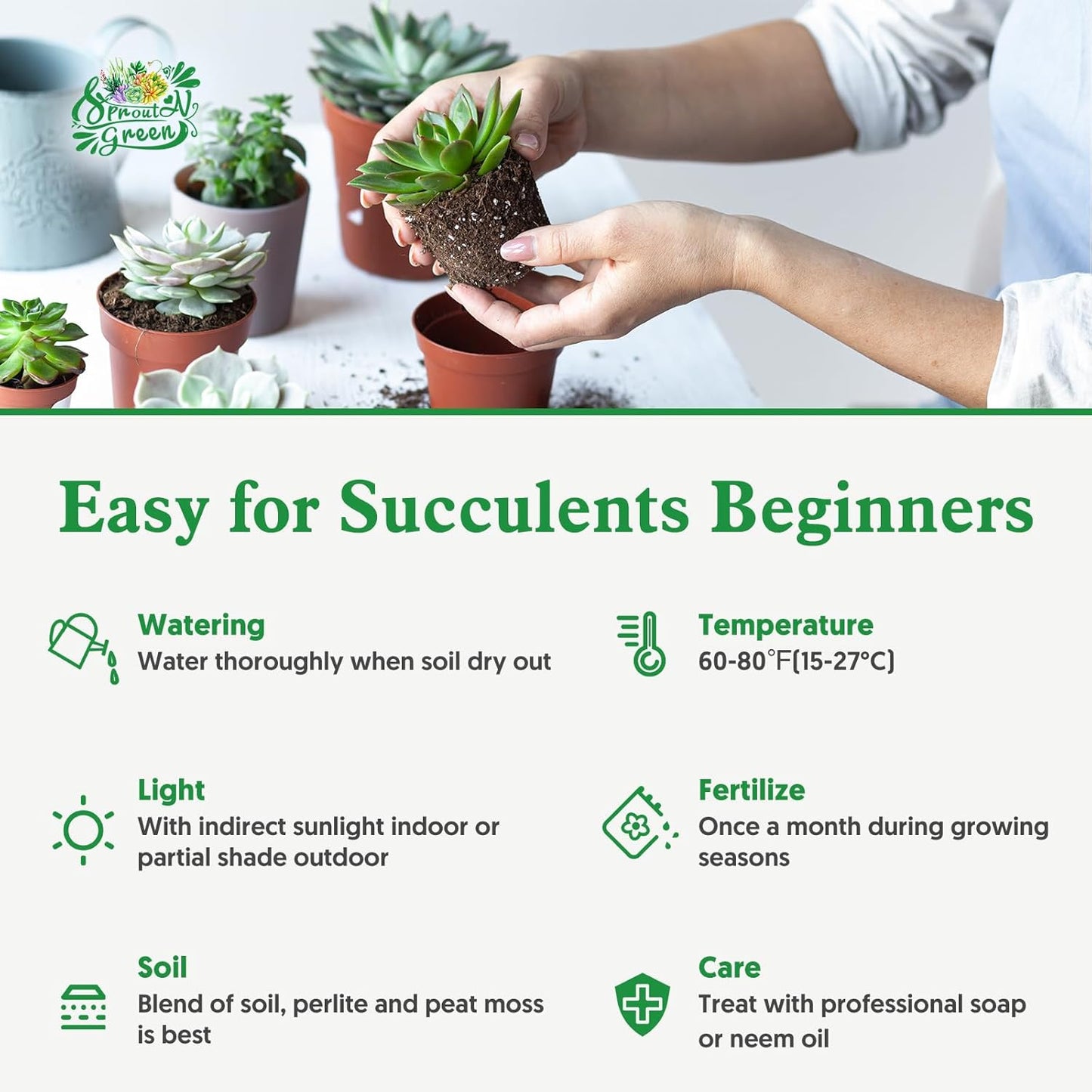 Sprout N Green Variegated Elephant Bush, Portulacaria afra 'Variegata' Live Succulent Plant Fully Rooted in 4" Pots with Soil Mix, Houseplant for Indoor Outdoor Home Office Decor