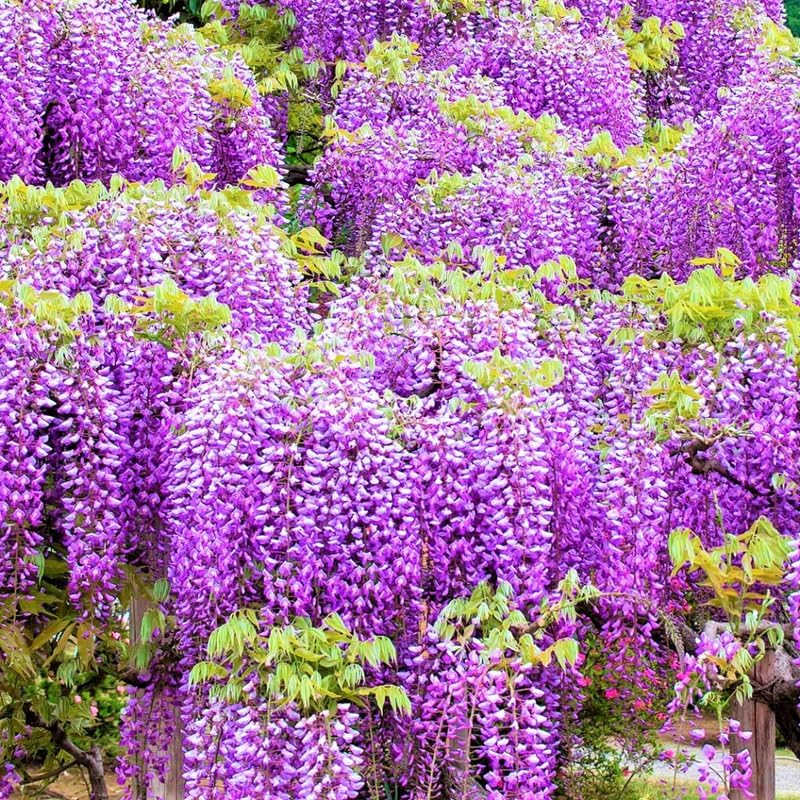 Purple Wisteria Tree Plant Live, 6 to 10 Inch Tall, 2.5 Inch Pot, Wisteria Tree Live Plant, Wisteria Live Plant, Wisteria Vine Plant