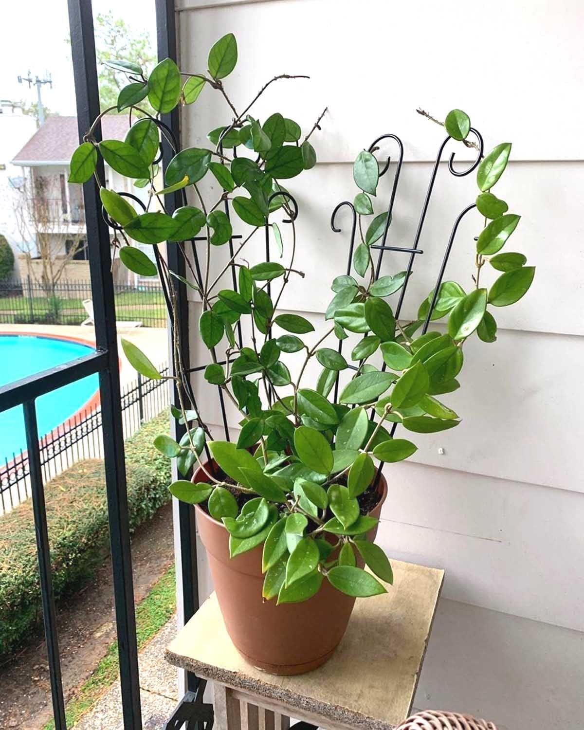 4 Pack 32'' Trellis for Potted Plants, Metal Garden Trellis for Climbing Plants Outdoor, Indoor Plant Trellis Black Coated Flower Pot Trellis for Climbing Plants Houseplants Vine Ivy