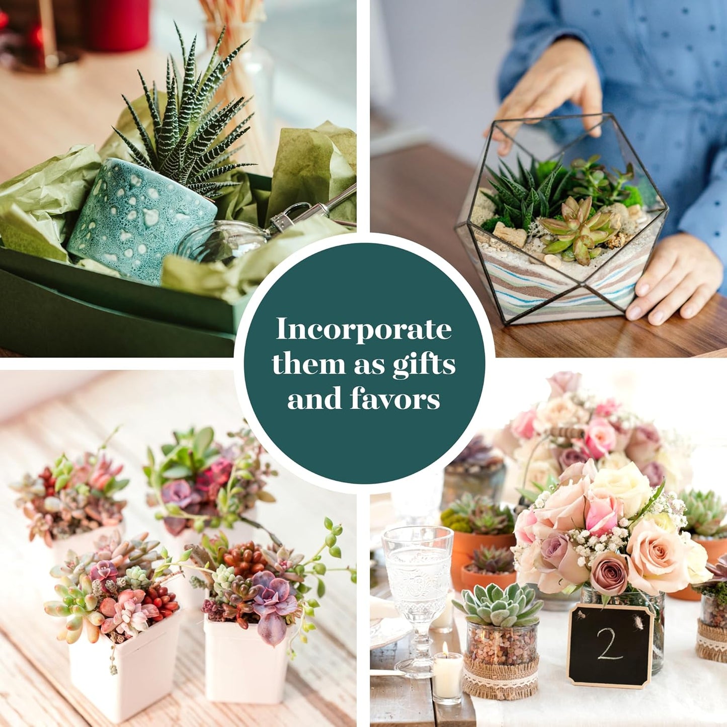 Shop Succulents Assorted Succulent Plant Pack Bulk Collection - Live Mini Succulent Plants, Low Maintenance, Mixture of Colors & Textures - Wedding and Party Favors, Gift & Garden, Pack of 64