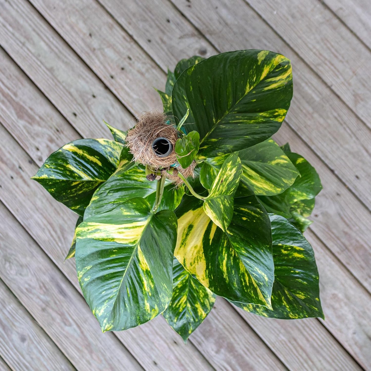 United Nursery Golden Pothos Totem – 10-Inch Pot – 38–42” Tall – Indoor Climbing Houseplant with Heart-Shaped Variegated Leaves – Easy-Care, Air-Purifying Tropical Plant for Home or Office Decor