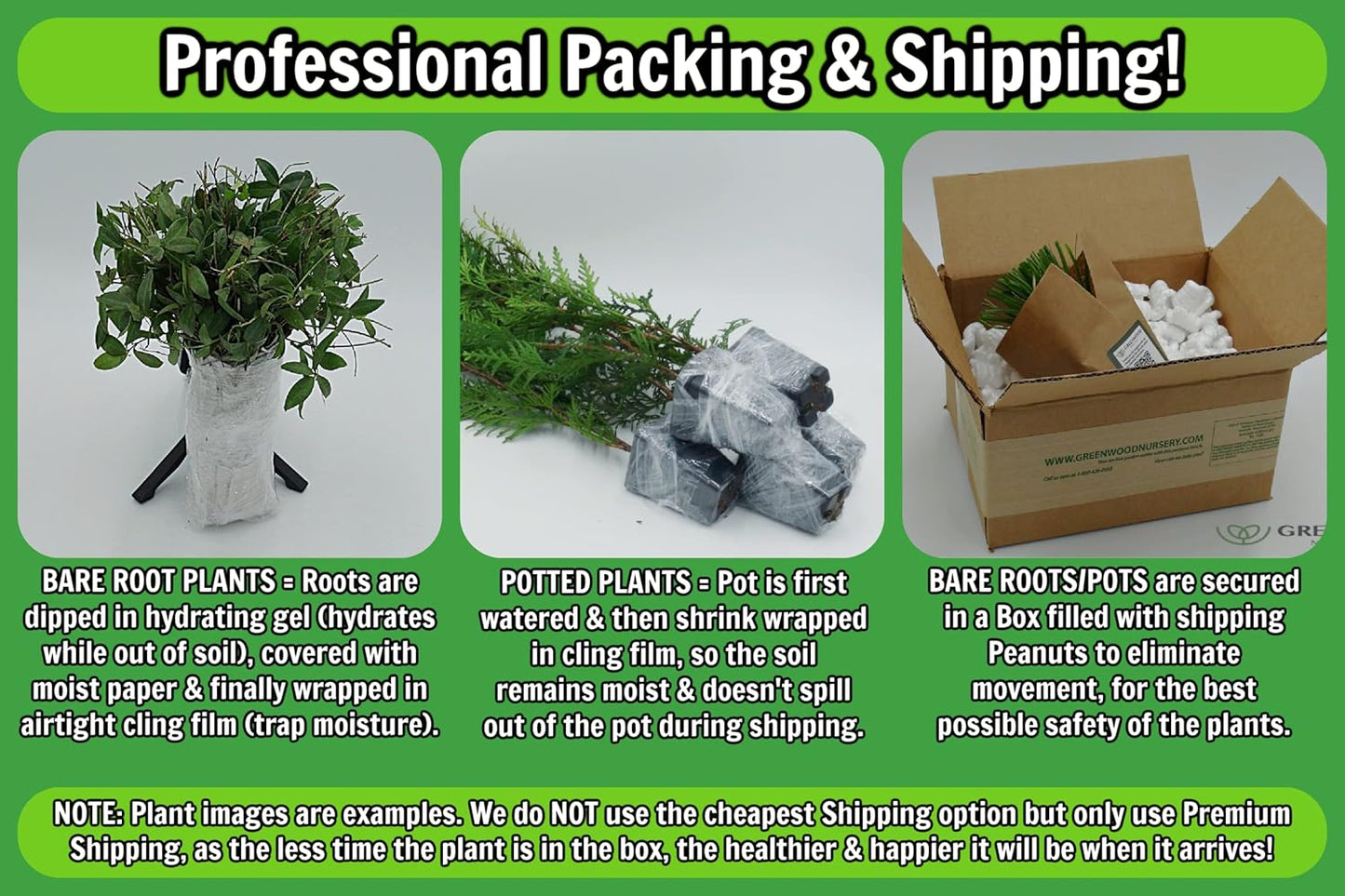 Greenwood Nursery: Live Perennial Plants - 'Red Fox' Spiked Speedwell + Veronica Spicata - [Qty: 10x Pint Pots] - (Click for Other Available Plants/Quantities)