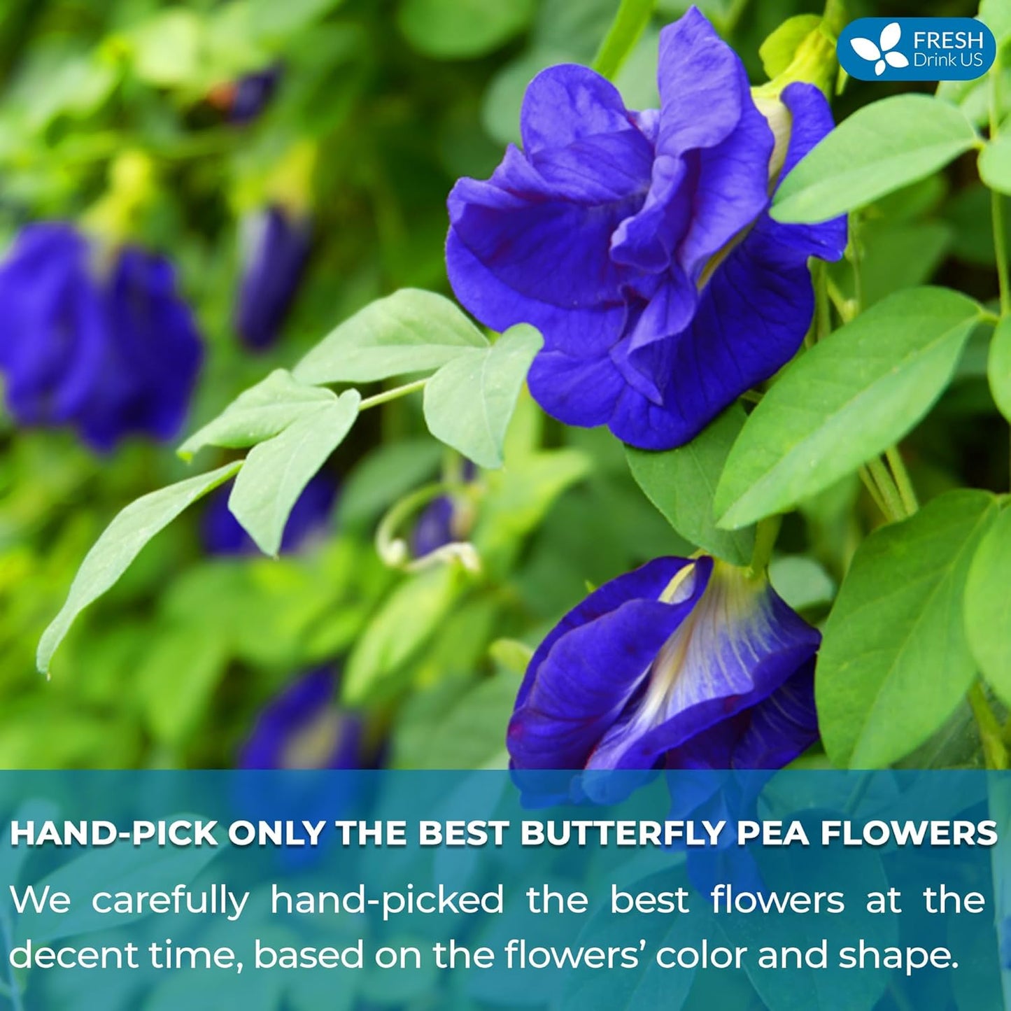 FreshDrinkUS, Premium 35 Butterfly Pea Tea Bags, 100% Natural and Pure from Butterfly Pea Flowers, Hand-made, Made With Natural Materials-Corn Fiber Tea Bag, Sugar/Caffeine/Gluten Free, Vegan