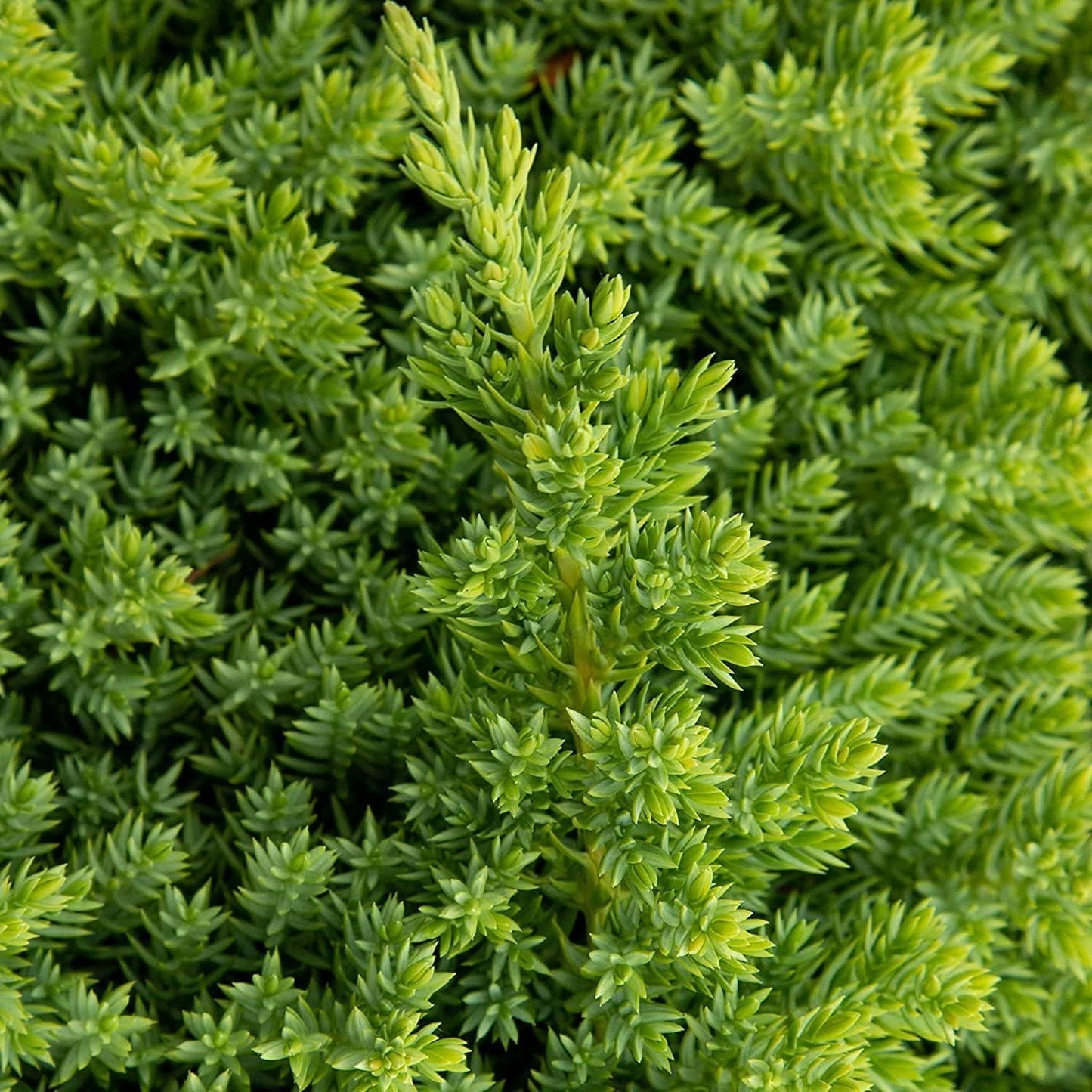 Dwarf Japanese Garden Juniper | 3 Live 4 Inch Pots | Juniperus Procumbens Nana | Drought Tolerant Evergreen Groundcover | Great Plants for Bonsai