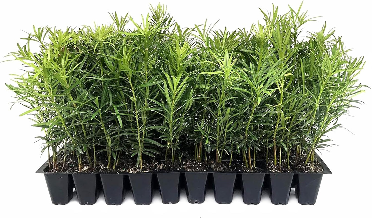 Podocarpus Macrophyllus Japanese Yew | 3 Live Plants | Podocarpus macrophyllus | Privacy Hedge Shrub | Evergreen Landscaping Plants for Gardens & Borders