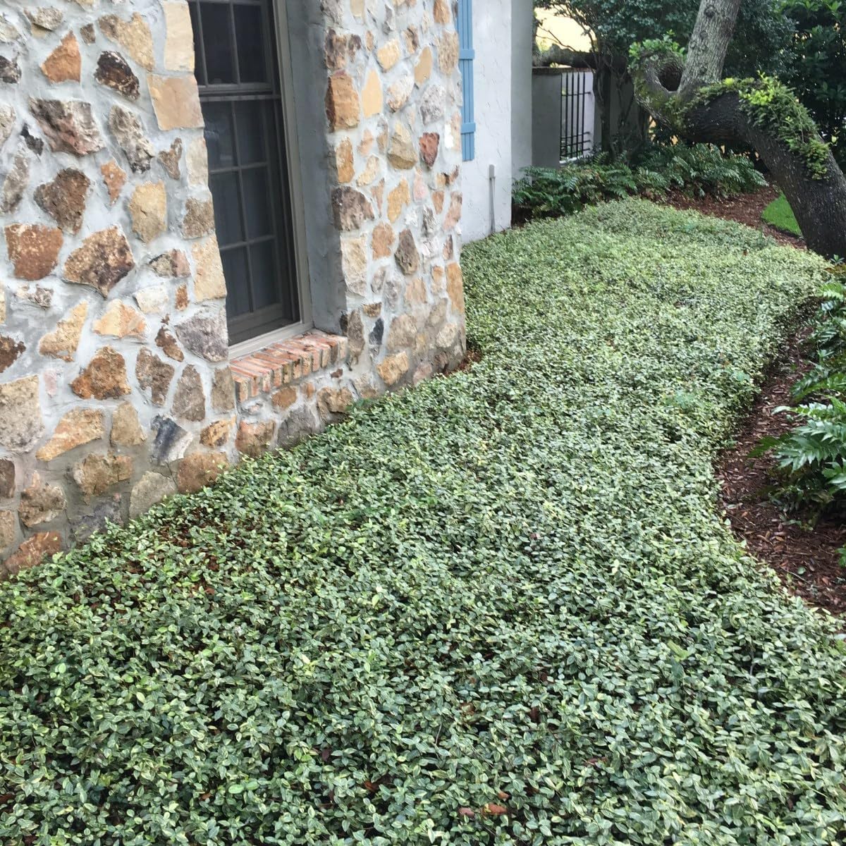 Jasmine Asiatic Variegated Plants | 15 Live 4 Inch Pots | Trachelospermum Asiaticum 'Variegata' | Fragrant Ground Cover | Evergreen Vine