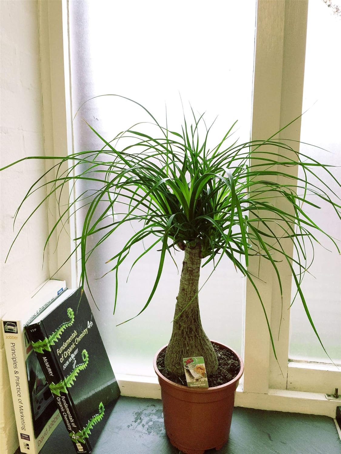 Ponytail Palm - 5 Live Plants in 6 Inch Growers Pots - Beaucarnea Recurvata - Beautiful Clean Air Indoor Succulent Houseplant