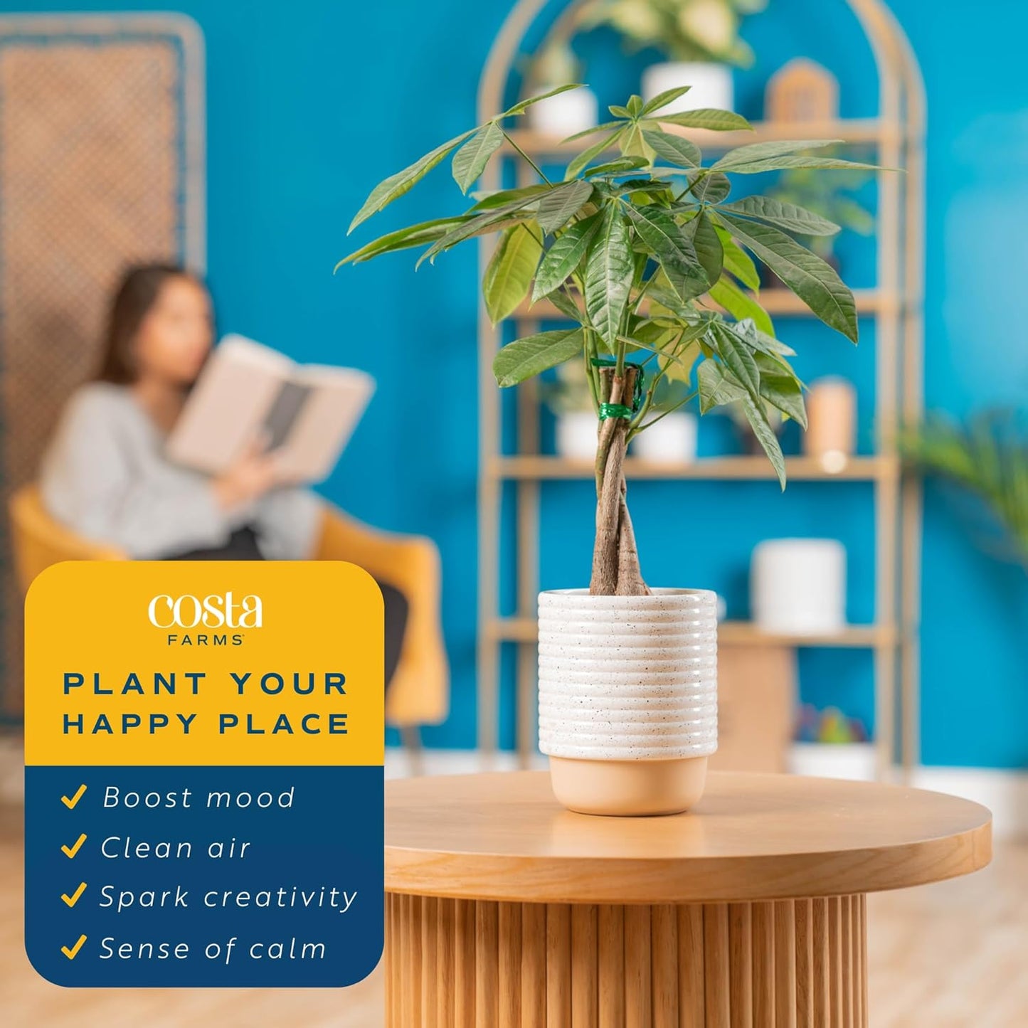 Costa Farms Money Tree Live Plant | 12-16 Inches Tall Bonsai | Easy to Grow Indoor Houseplant in Plant Pot | Home, Office, or Room Decor | Birthday, Housewarming Gift
