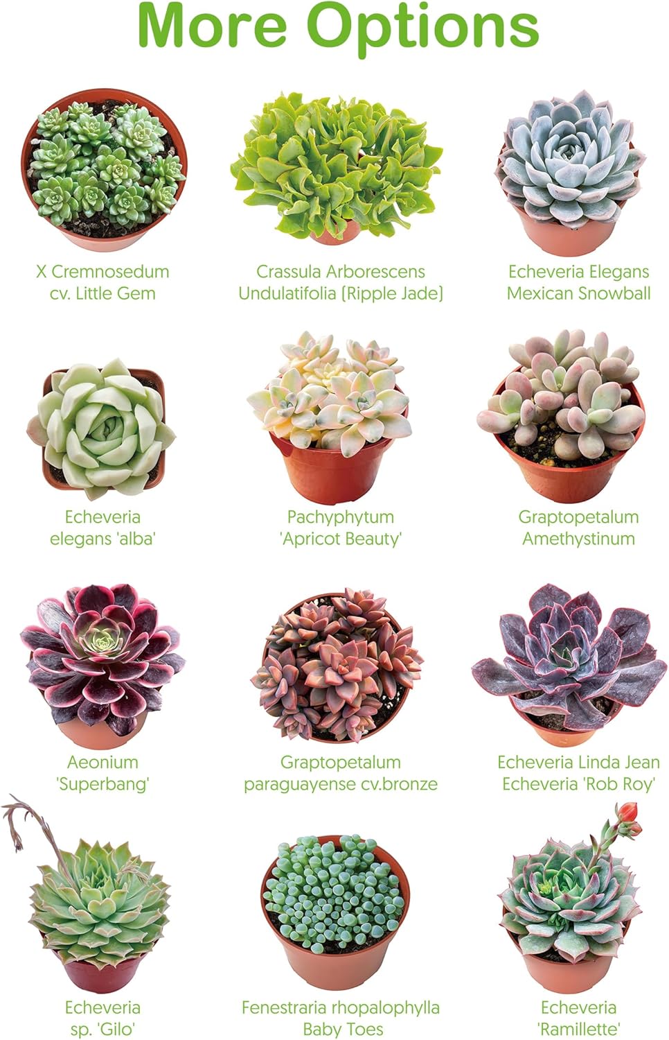 Live Succulents Crassula Baby's Necklace (4-inch), Succulent Plants Fully Rooted in Pots with Soil, Easy-Care House Plant for DIY, Home Office Decor, Wedding Party Favor