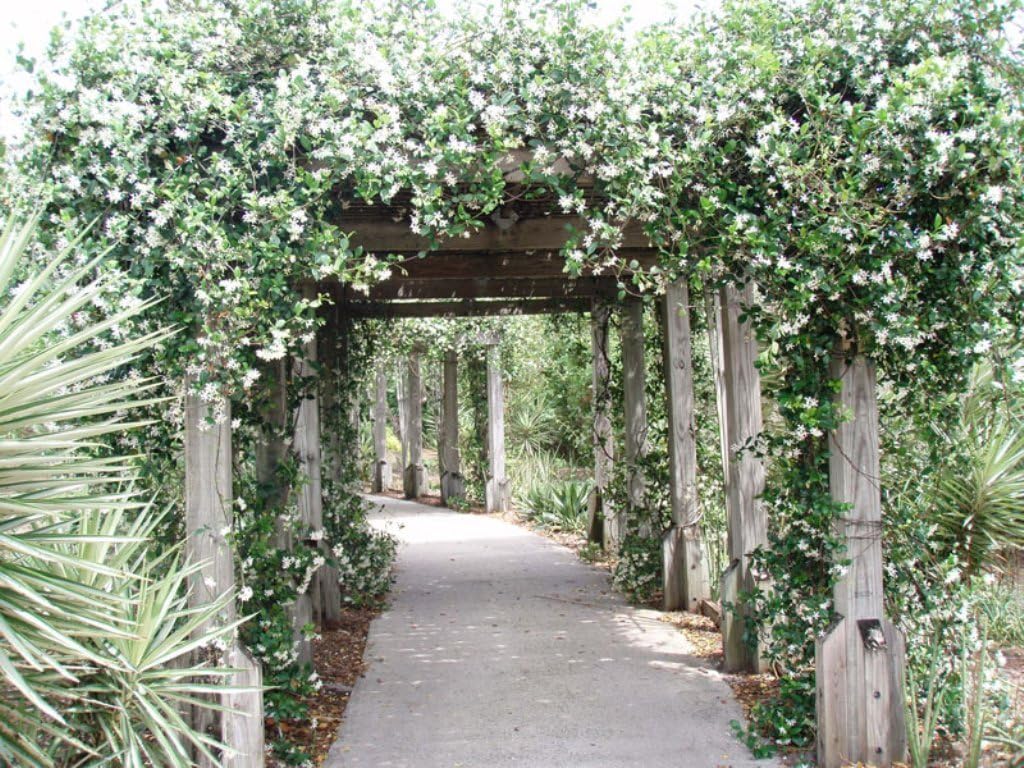 Confederate Jasmine Fragrant Evergreen Vine - Quart Pot