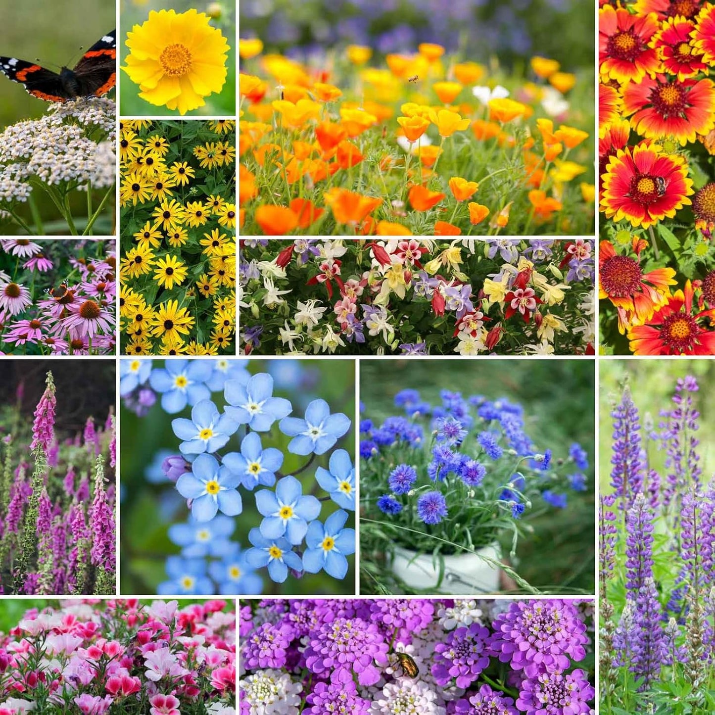 Eden Brothers Deer Resistant Wildflower Mixed Seeds for Planting, 10 lb, 4,800,000+ Seeds with Foxglove, Forget Me Not | Attracts Pollinators, Plant in Spring or Fall, Zones 3, 4, 5, 6, 7, 8, 9, 10