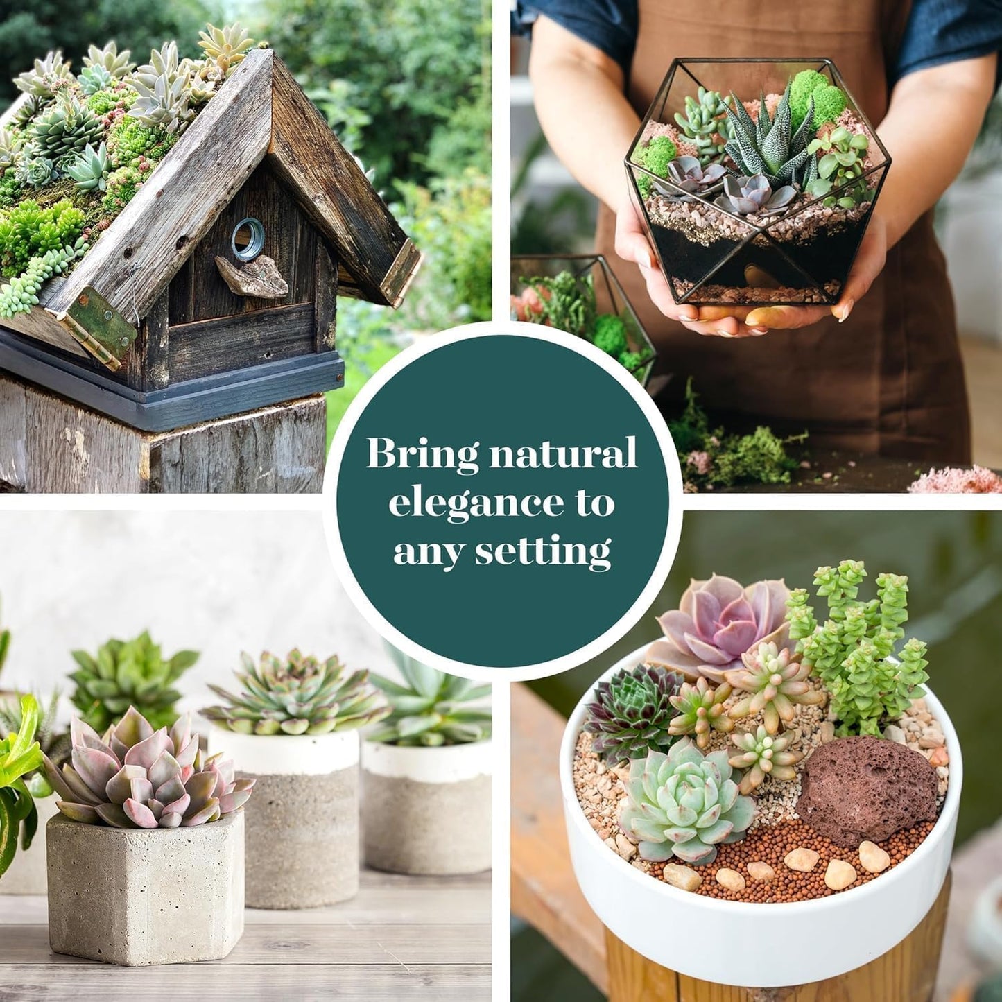 Shop Succulents Colorful Succulent Plant Pack 2" Grow Pot Pack of 40