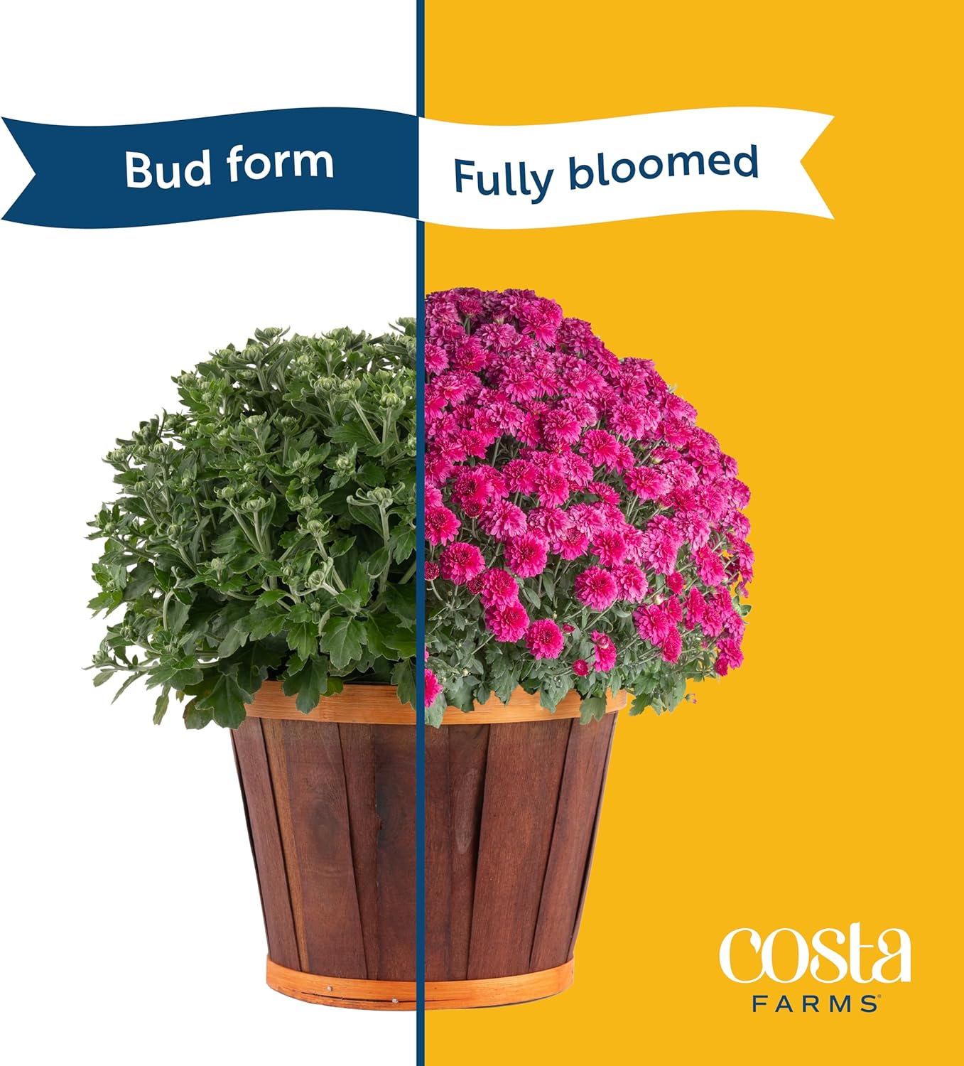 Costa Farms Live Flowering Plants, Yellow Mums (Pack of 8), Mini Chrysanthemum Houseplant, Ships in Bud Form, Potted in Grower Pot, 11-Inches Tall