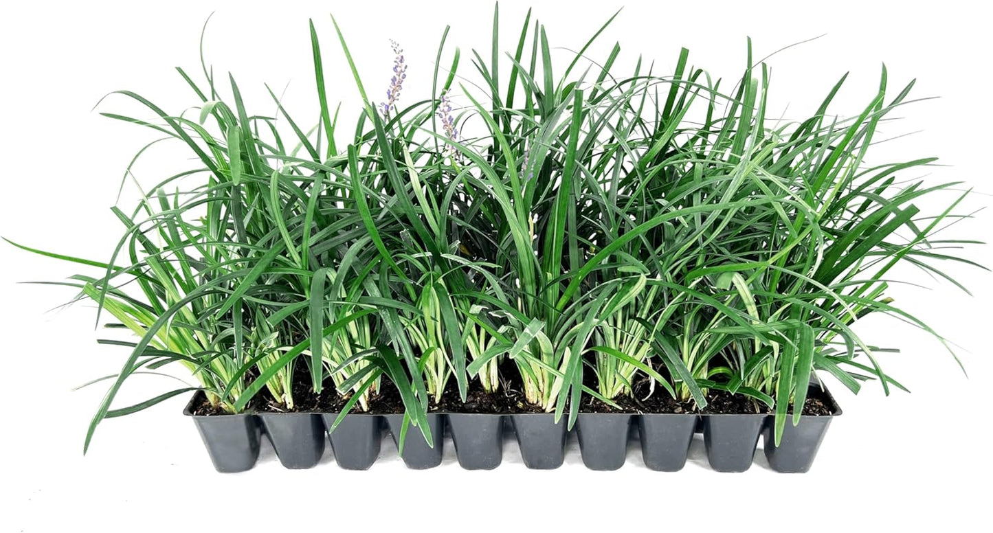 Super Blue | 40 Live Plants | Liriope Muscari | Ground Cover Plant, Ornamental Grass, Drought Tolerant, Low Maintenance, Evergreen Foliage, Purple Flower Spikes, Shade Garden Favorite, Easy to Grow
