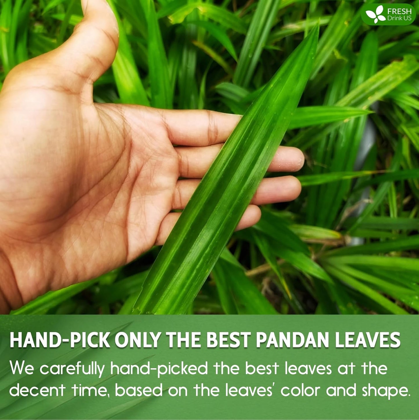 FreshDrinkUS, Premium 2oz Natural Pandan Leaves Dried, 100% Pure Dried Pandan Leaves, Pandan Leaf Tea, No Additives, No Caffeine, Vegan (2 oz Dried Leaves)