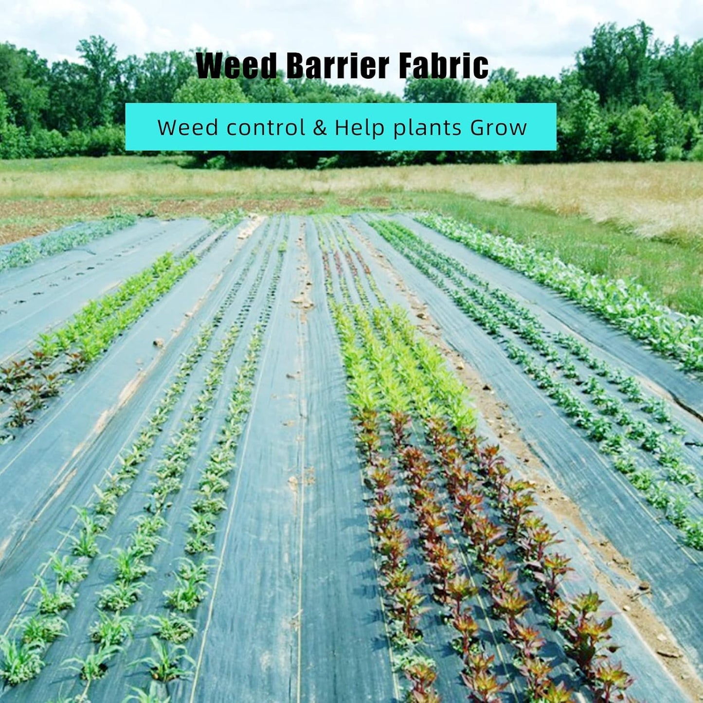 6ft X 300ft Weed Barrier Landscape Fabric Heavy Duty, Premium 2.4 Oz Ground Cover Weed Block Gardening Mat, Easy Setup & Superior Weed Control, for Erosion Control, Weed Barrier