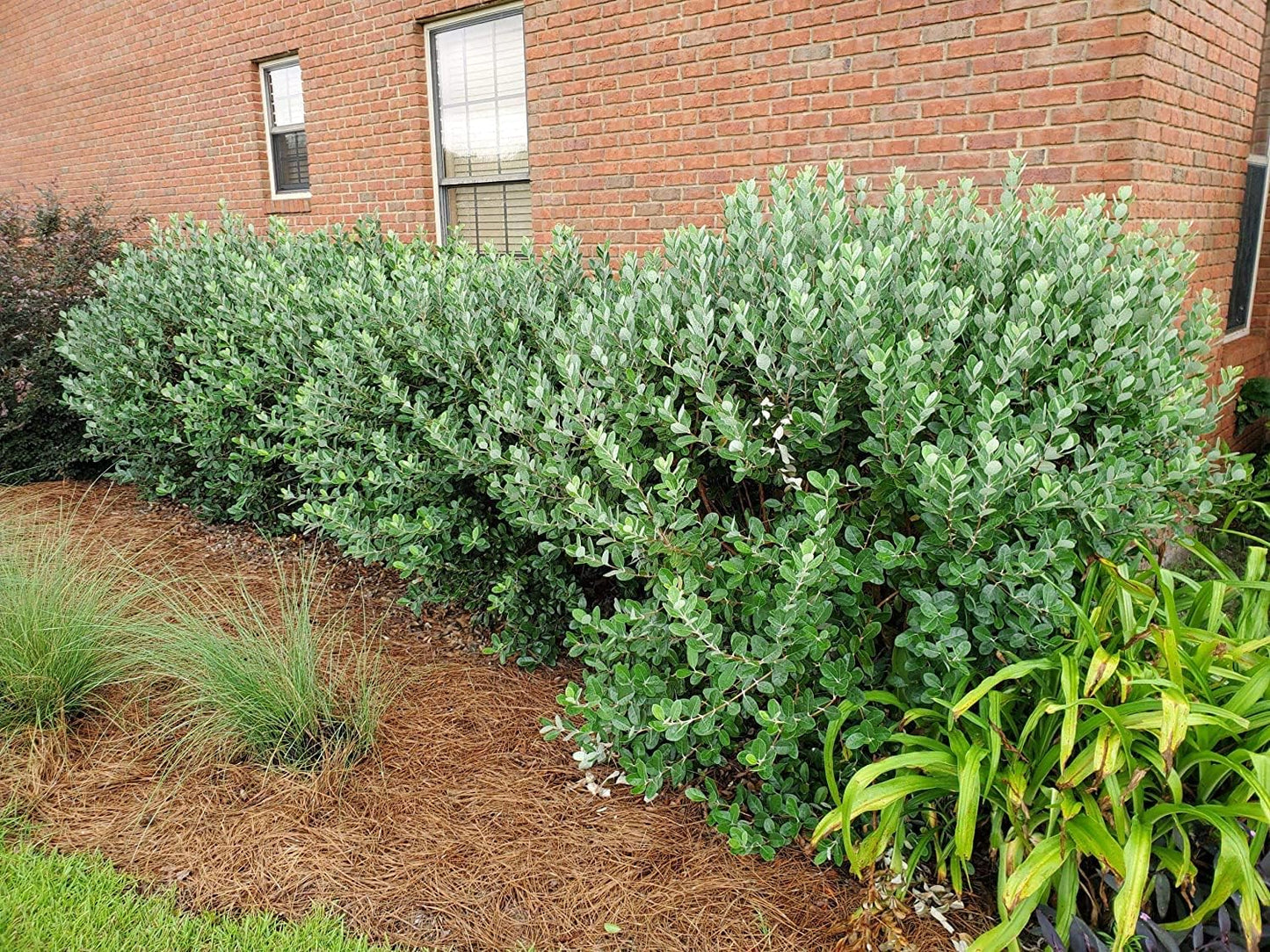 Pineapple Guava | 2 Large Gallon Size Plants | Feijoa Sellowiana | Edible Fruit Shrub and Fragrant Flowering Foliage