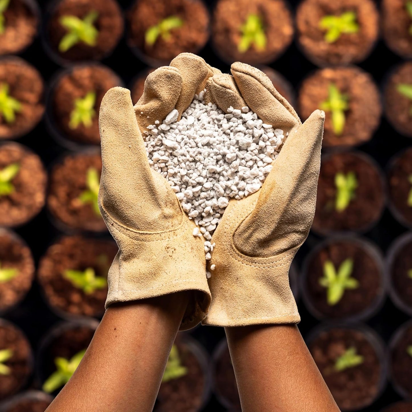 Perlite Bliss (24 Qts) - Organic Perlite for Plants - Coarse Perlite Bulk Soil Amendment - Chunky Perlite for Plants, Potting Soil, Garden Soil, & Coco Coir - Horticultural Perlite for Gardening