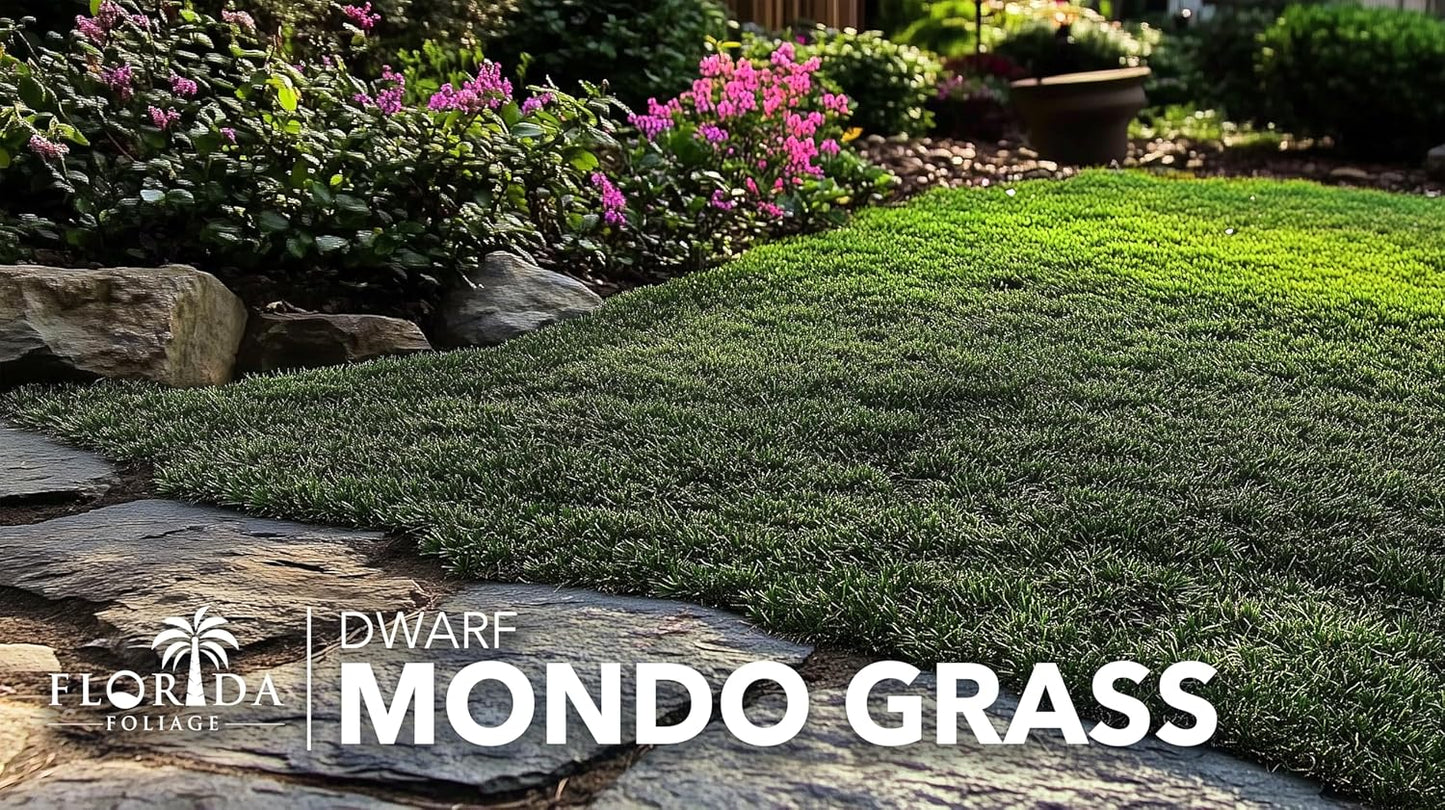Dwarf Mondo Grass | 20 Live Plants | Ophiopogon Japonicus Nana | Lush Ground Cover | Shade Loving Low Maintenance Garden Solution | Ideal for Landscaping and Borders | Hardy and Evergreen