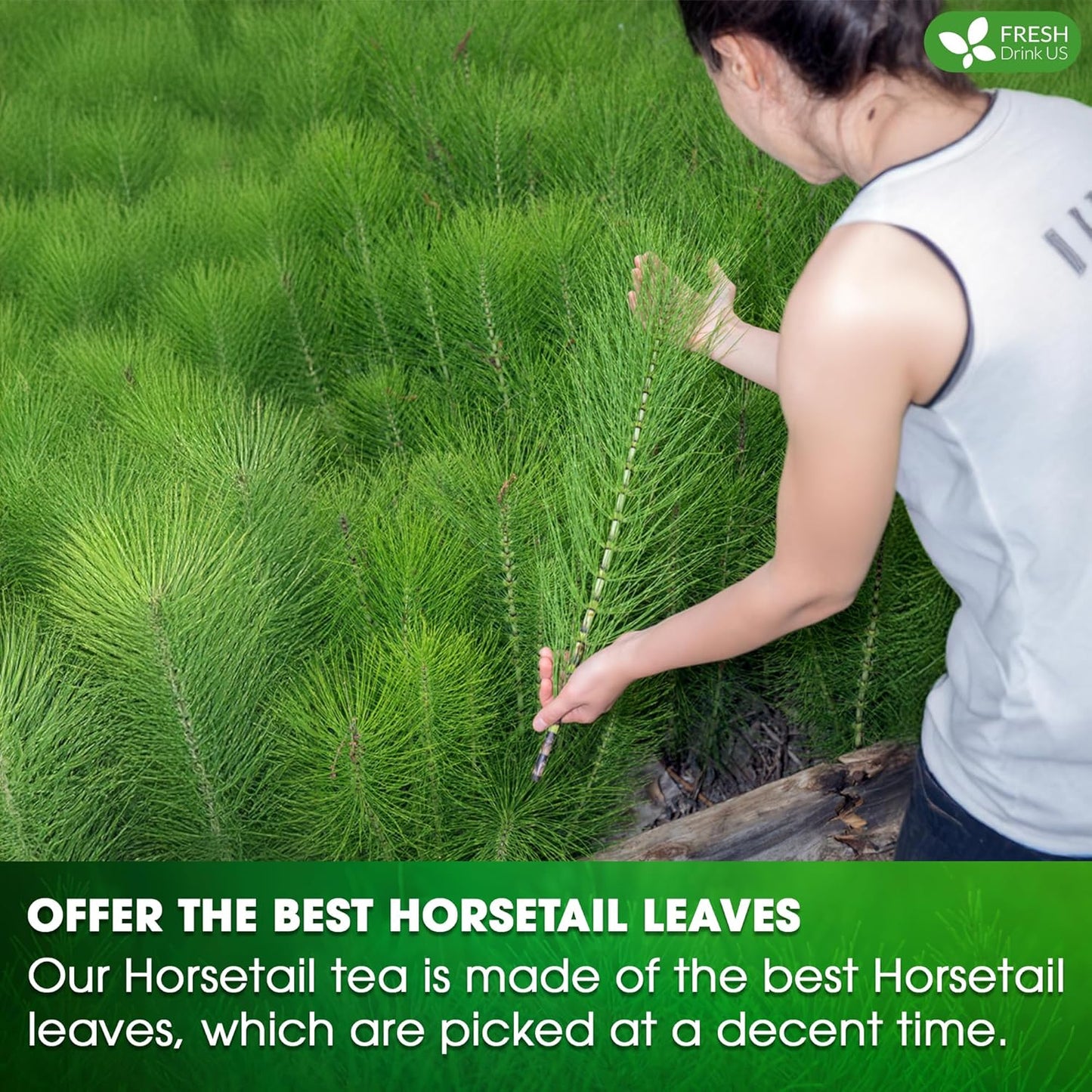FreshDrinkUS, Premium 15 Horsetail Leaf Tea Bags, 100% Natural & Pure from Horsetail Loose Leaves Herbal Tea. Made with Natural Material Tea Bags. No Sugar, No Caffeine, No Gluten, Vegan.