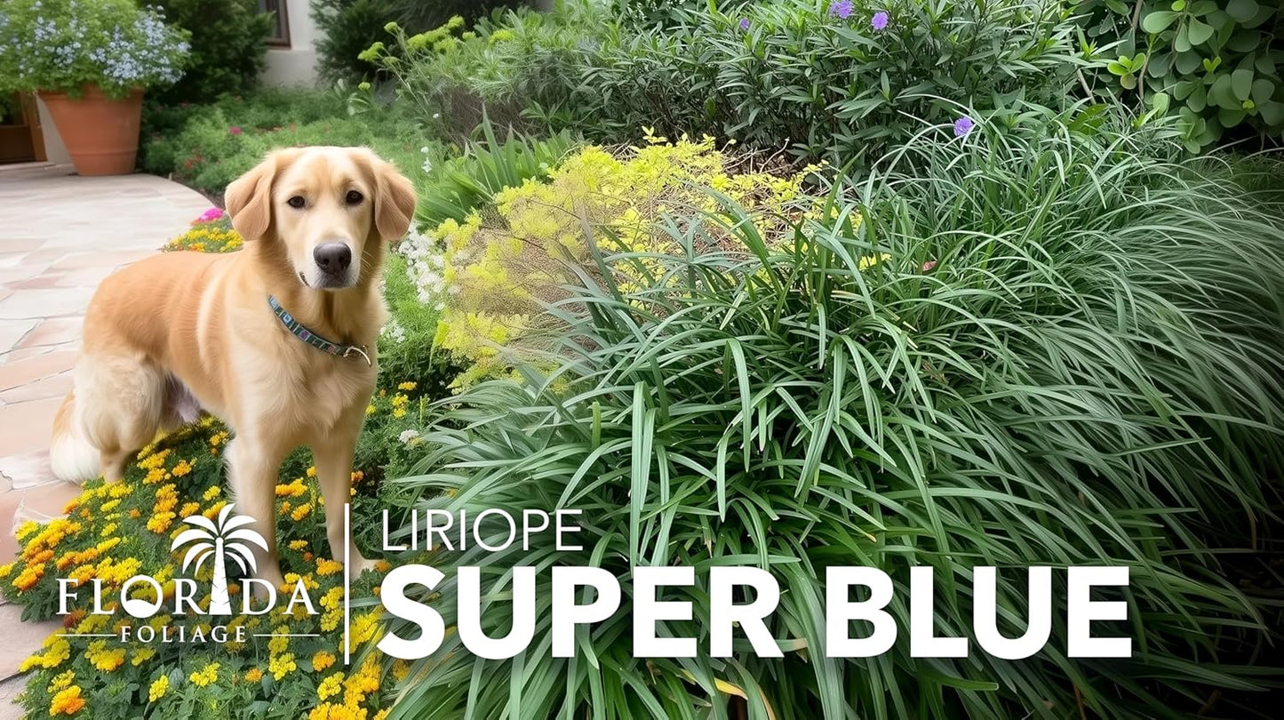 Super Blue | 10 Live Plants | Liriope Muscari | Ground Cover Plant, Ornamental Grass, Drought Tolerant, Low Maintenance, Evergreen Foliage, Purple Flower Spikes, Shade Garden Favorite, Easy to Grow