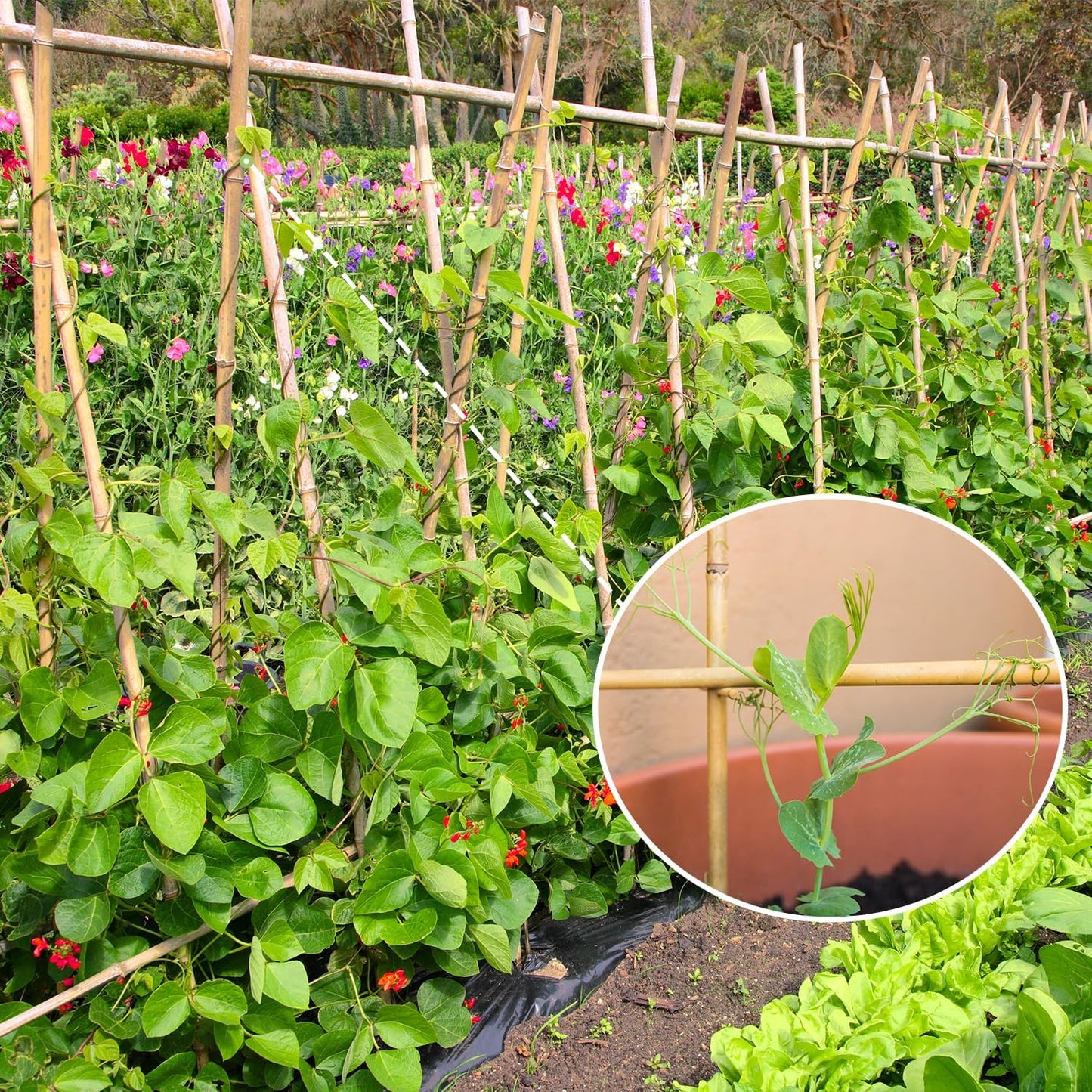 Plant Stakes,3FT Longer Sturdy Natural Bamboo Garden Stakes,GAGINANG 25Pcs Bamboo Sticks Trellis Support for Tomato, Vegetables Beans Trees Climbing Plants