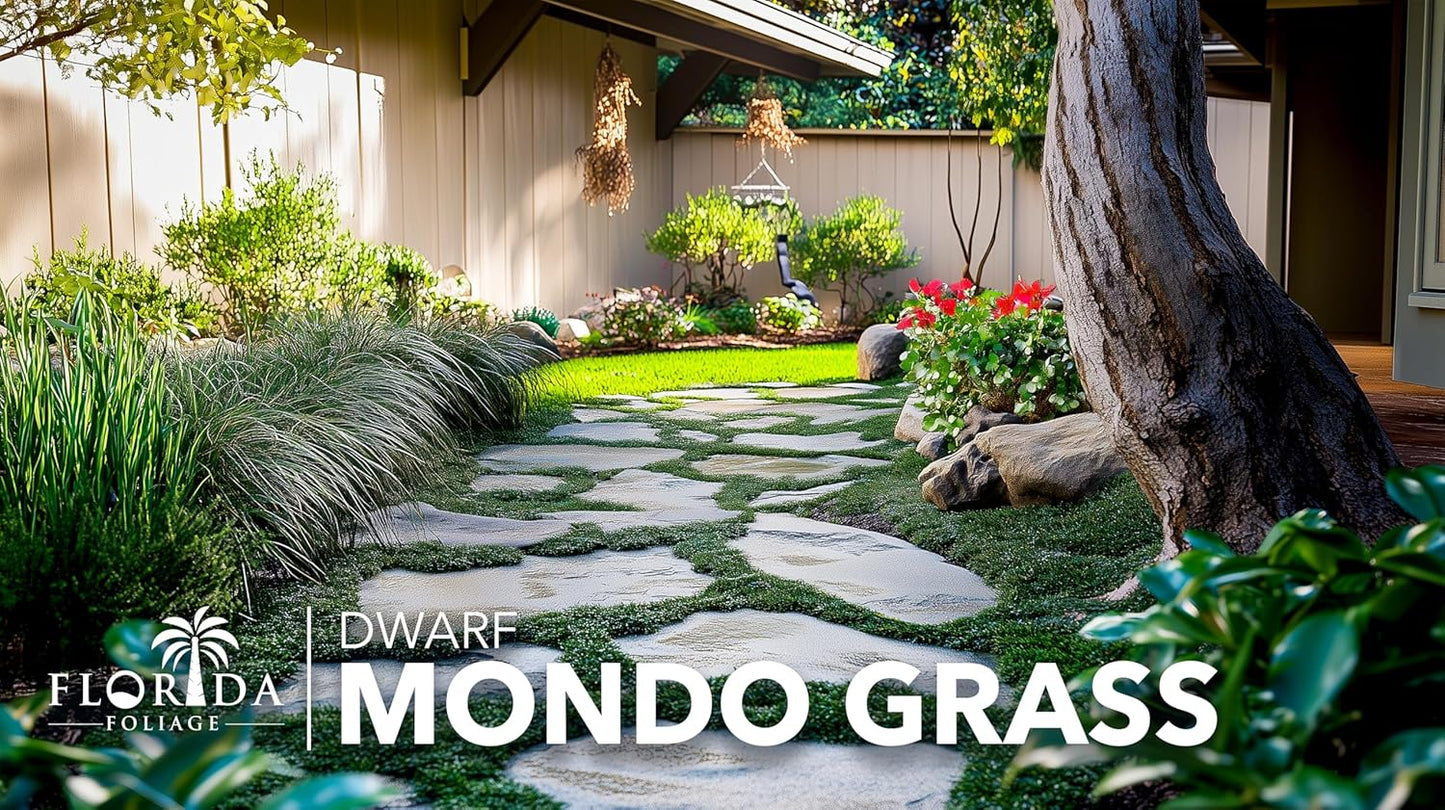 Dwarf Mondo Grass | 3 Live Plants | Ophiopogon Japonicus Nana | Lush Ground Cover | Shade Loving Low Maintenance Garden Solution | Ideal for Landscaping and Borders | Hardy and Evergreen