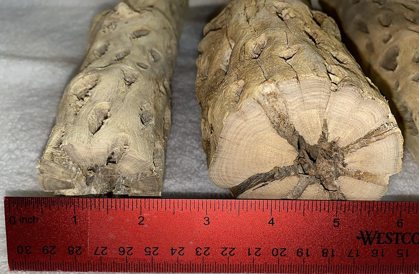 Awesome Aquatic 12 inch 2-3” Thick XL Teddy Bear/Chain Fruit/Buckhorn/Staghorn Cholla Wood Hollow Tube Wood Cactus Skeleton Tubes 12” x 2-3” Thick/Diameter (12 in x 2-3 in Diameter)