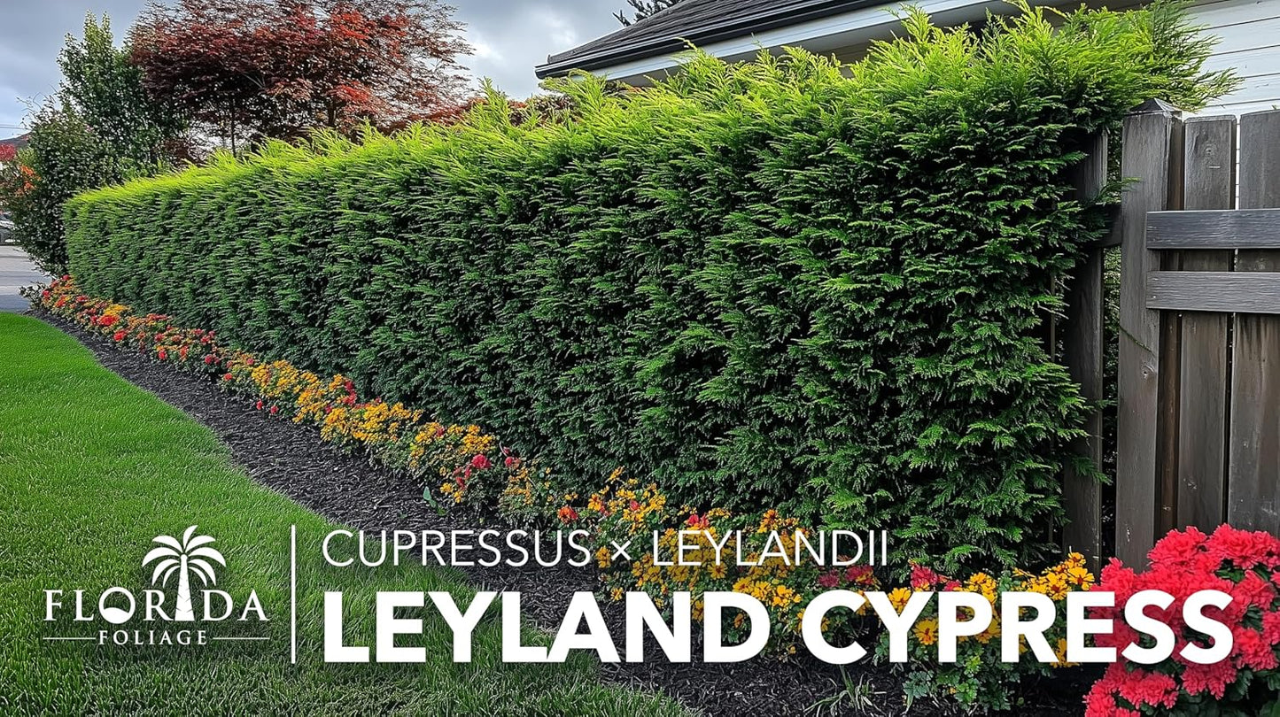 Leyland Cypress | 10 Live Plants | Cupressocyparis leylandii | Fast Growing Privacy Trees, Evergreen Landscape Plants, Drought Tolerant, Low Maintenance, Windbreak, Hardy