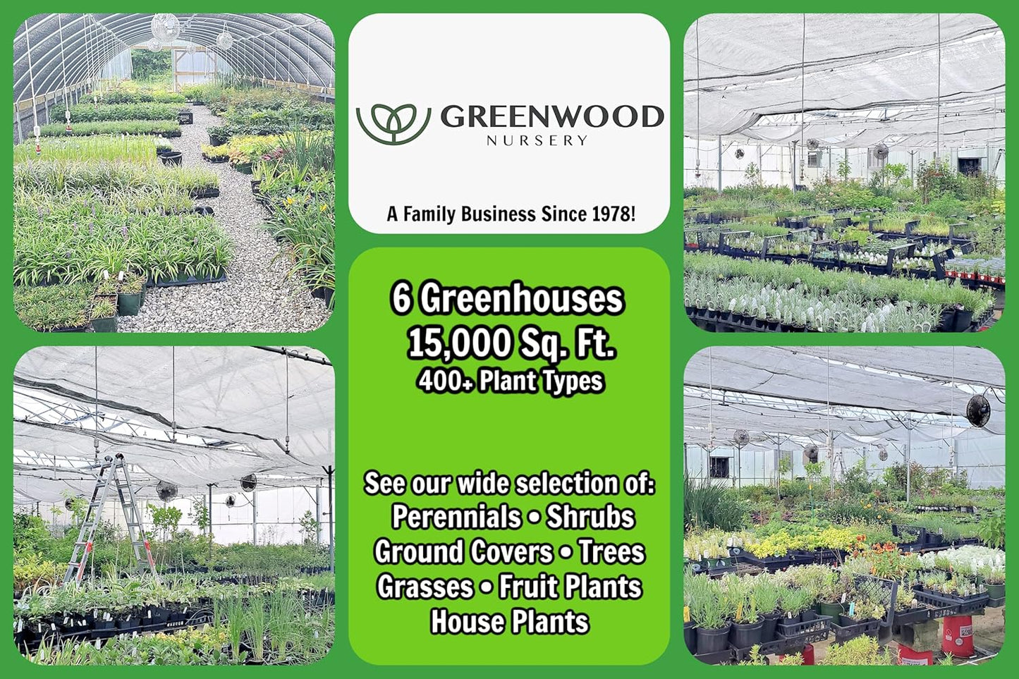 Greenwood Nursery: Live Perennial Plants - Royal Velvet Lavender + Lavandula Angustifolia - [Qty: 3X Pint Pots] - (Click for Other Available Plants/Quantities)