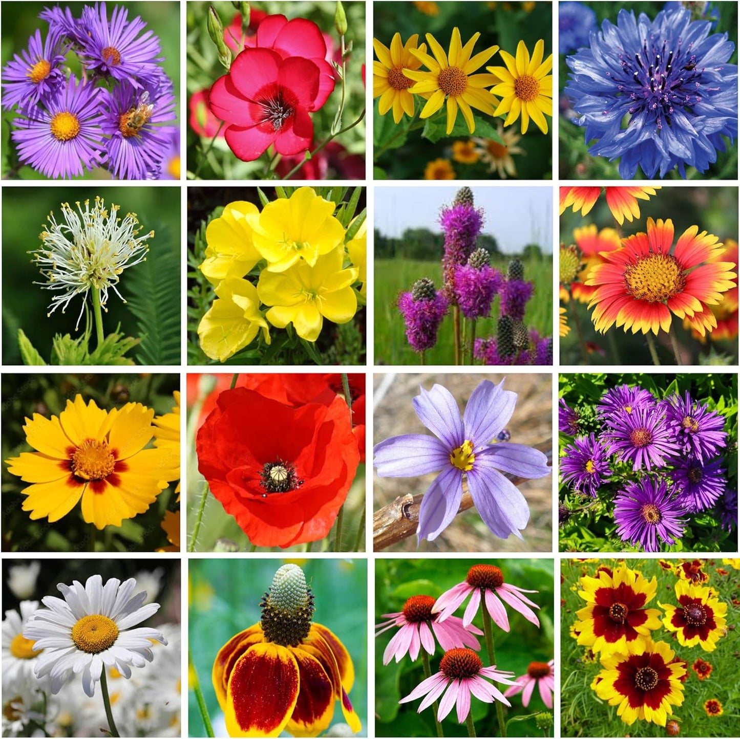on The Go Seed Shaker - Midwest Wildflower Seeds Regional Mix - Organic, Non-GMO - 100% Pure Seed - 21 Different Wildflowers Seeds of Annual and Perennial, 8oz