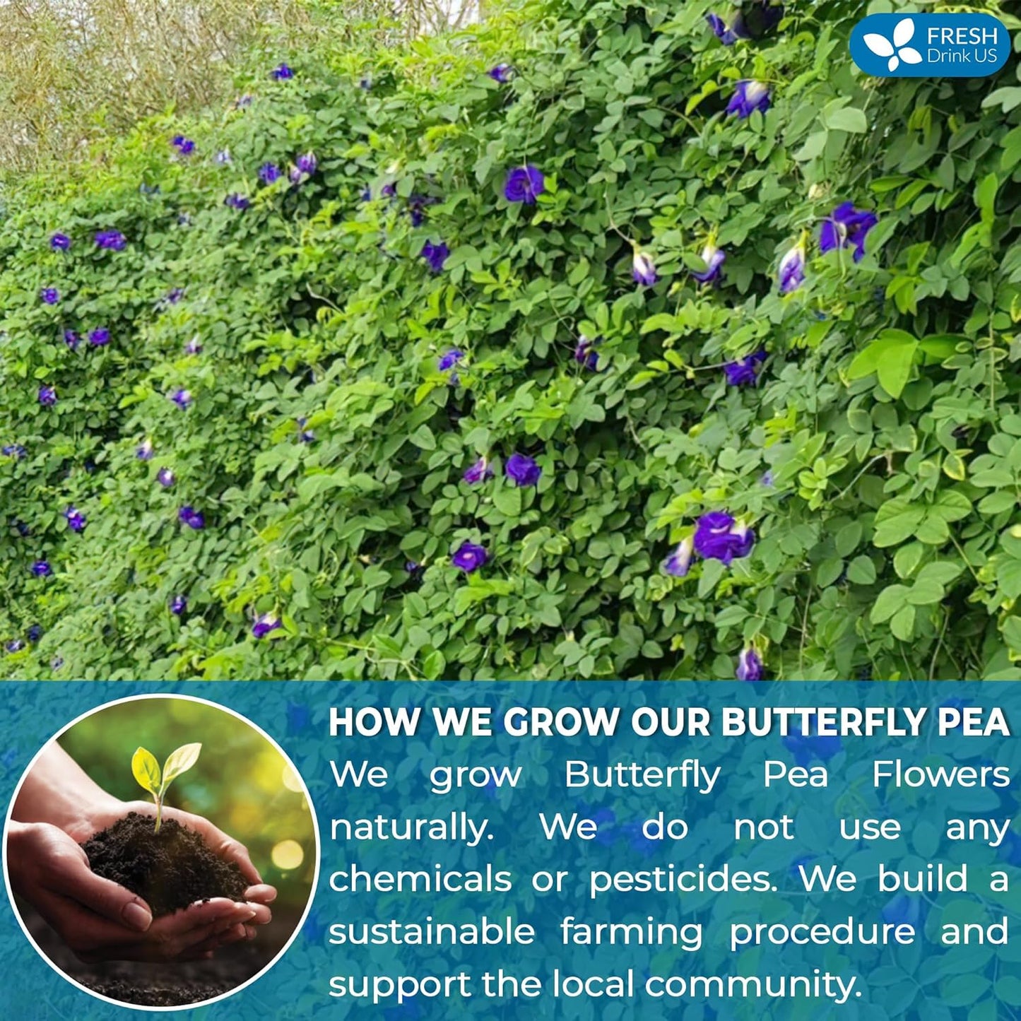 FreshDrinkUS, 100 Premium Butterfly Pea Flower Tea Bags – 100% Pure & Natural | Caffeine-Free Herbal Blue Tea | No Additives, Non-GMO, Made With Natural Material Tea Bag, No Sugar, No Caffeine, No Gluten, Vegan