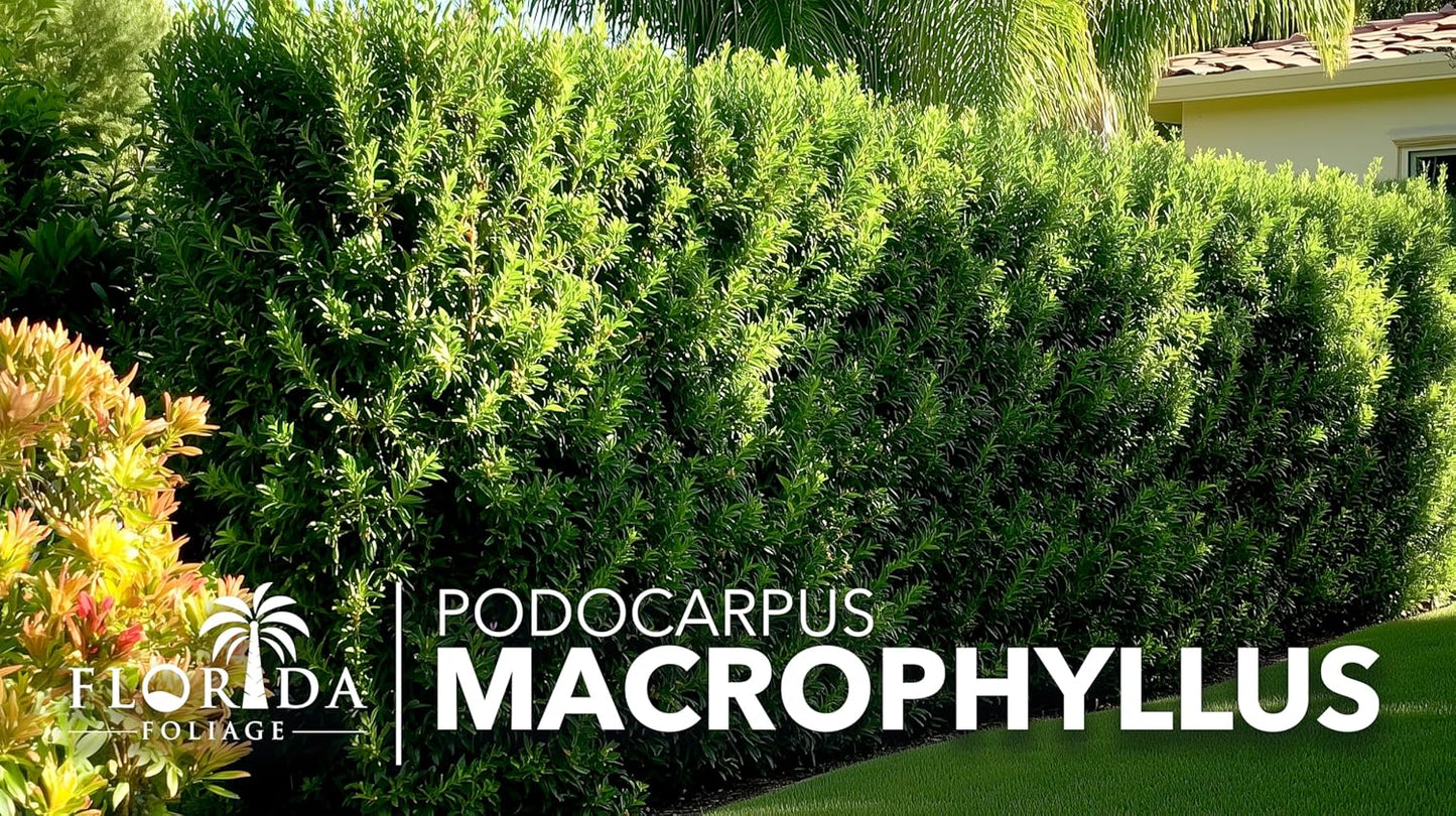 Podocarpus Macrophyllus Japanese Yew | 40 Live Plants | Podocarpus macrophyllus | Privacy Hedge Shrub | Evergreen Landscaping Plants for Gardens & Borders